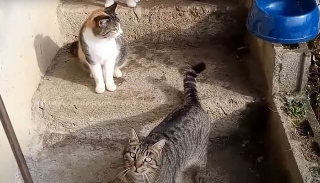 Allarme a Mutignano di Pineto per polpette avvelenate: muoiono diversi gatti