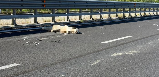 Incidente sulla Teramo-Mare: traffico rallentato per l’investimento di un pastore abruzzese