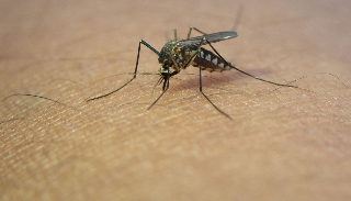 A Teramo primo caso di West Nile: attivate subito misure di sicurezza