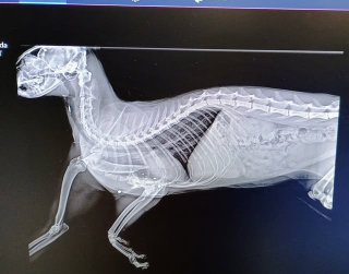 Sparano a un gatto di colonia: animalisti denunciano tentato uccisione