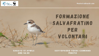 Corso per volontari per proteggere i nidi di Fratino